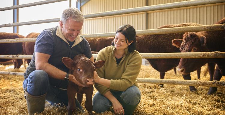 Male and female farm workers kneeling down and checking on a calf in a barn.
