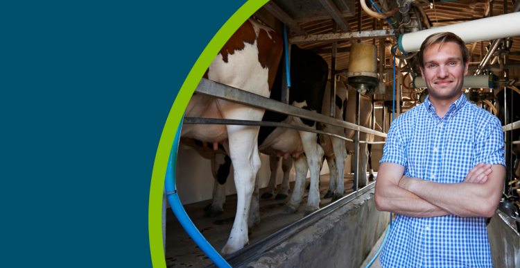 Farmer with cattle in milking shed