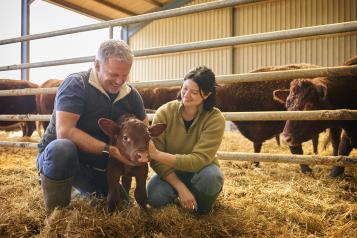 Male and female farm workers kneeling down and checking on a calf in a barn.