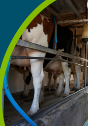 Farmer with cattle in milking shed
